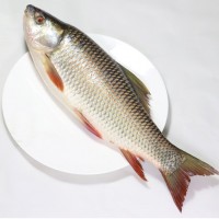 Rui Fish(রুই মাছ ) 400tk/Kg (Net Weight 1.5 - 2kg)