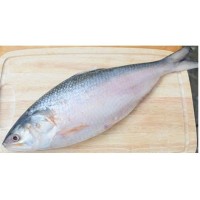 Hilsha from Barishal 850tk/kg(Weight 1kg ± 50 gm)  নদীর ইলিশ(বরিশাল) (নেট ওজন১কেজি ± ৫০ গ্রাম)