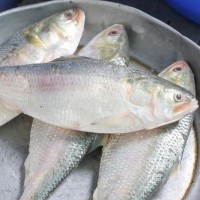 Hilsha fish Barisal 1800tk/Pics (Weight 900gm± 50 gm)( নদীর টাটকা ইলিশ ( বরিশাল)
