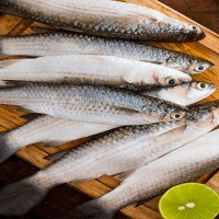 PARSHE FISH 12-16 pic/ Kg (পারশে মাছ 12-16 পিচ/ Kg