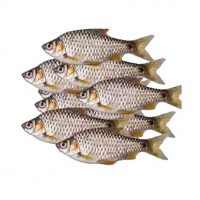  back-image